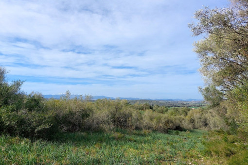 Rustic finca plot with large tree population and panoramic views near Petra
